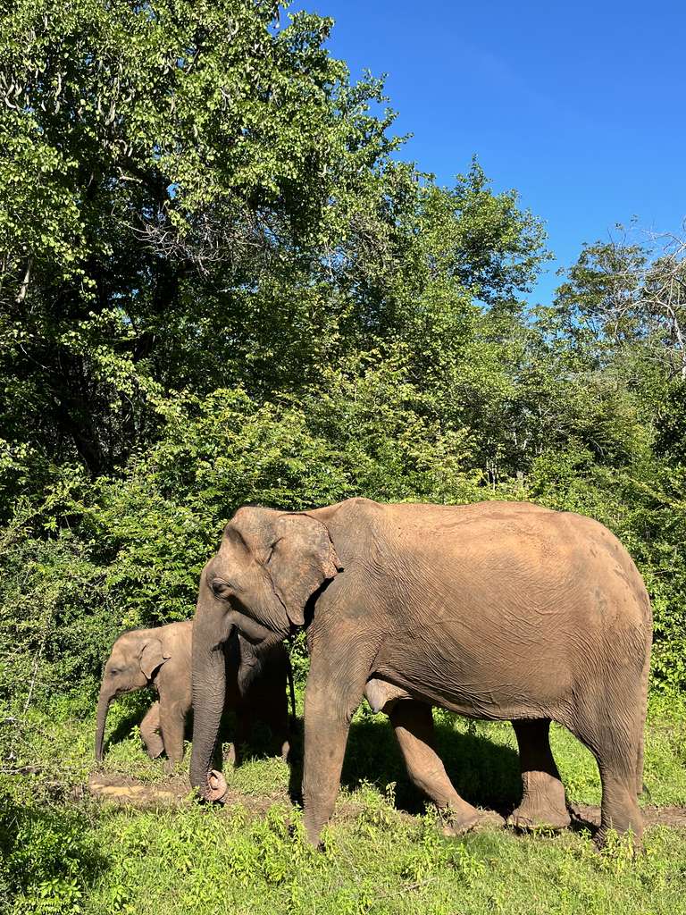 geniale Safaris und Wanderungen durch Teeplantagen